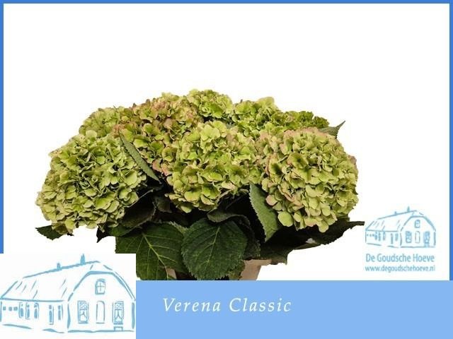 Hydr M Verena Cl