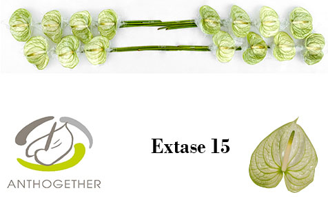 Anth A Extase