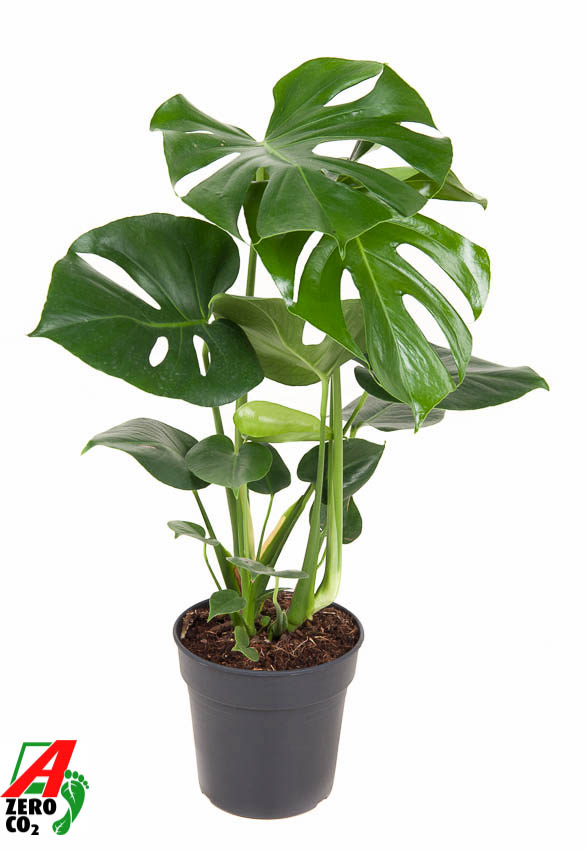 Picture of Monstera deliciosa bush P19 70CM