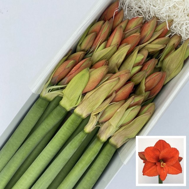 Hippeastrum Naranja 4bl