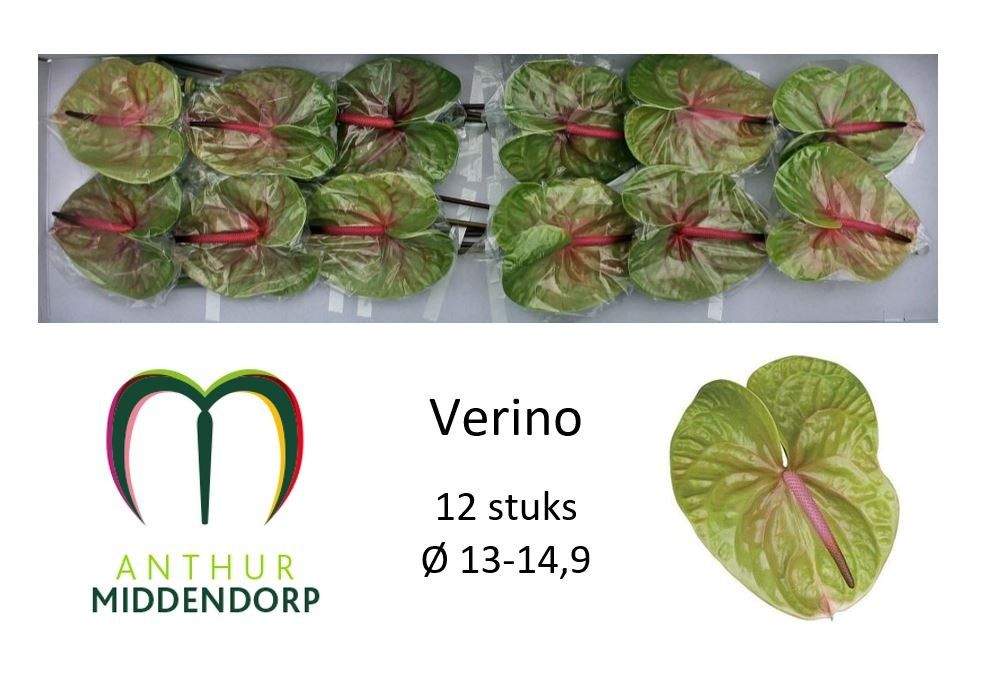 Anthurium Verino 13Ø
