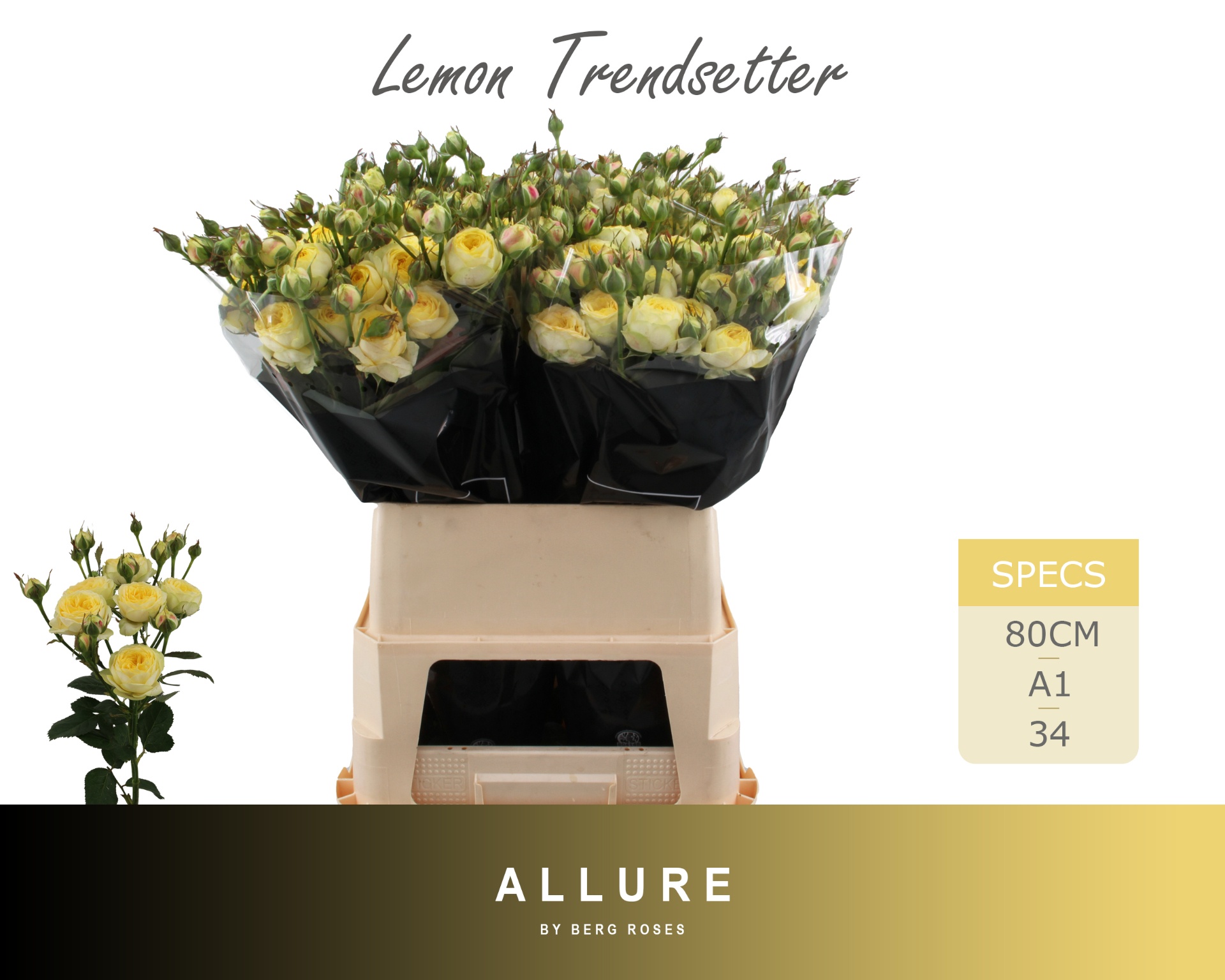 R Tr Lem Trendsetter 80cm