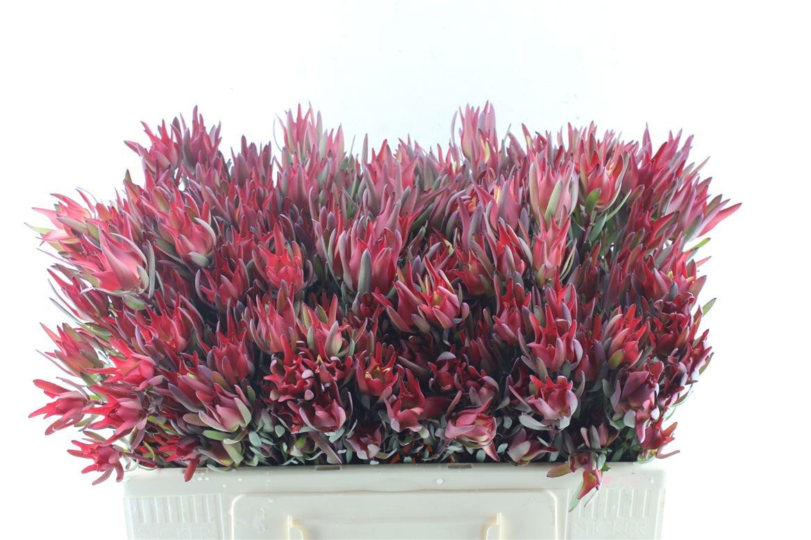 Leucadendron Sal Blush 50cm