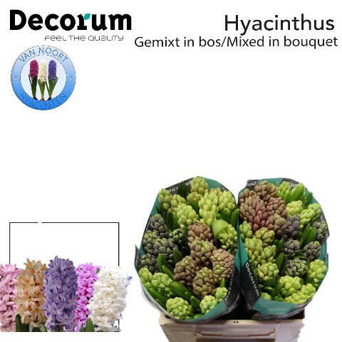 Hyacinthus Mixed5 Kl