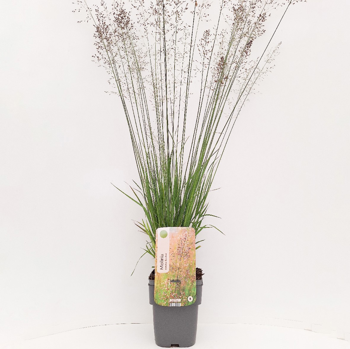 Molinia caerulea 'Banshee'