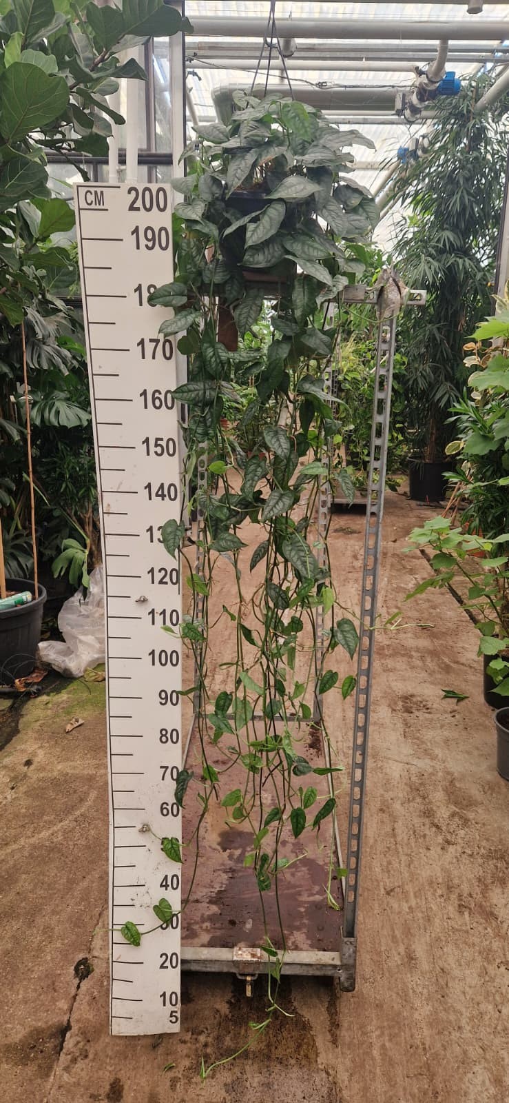 Monstera Siltepecana