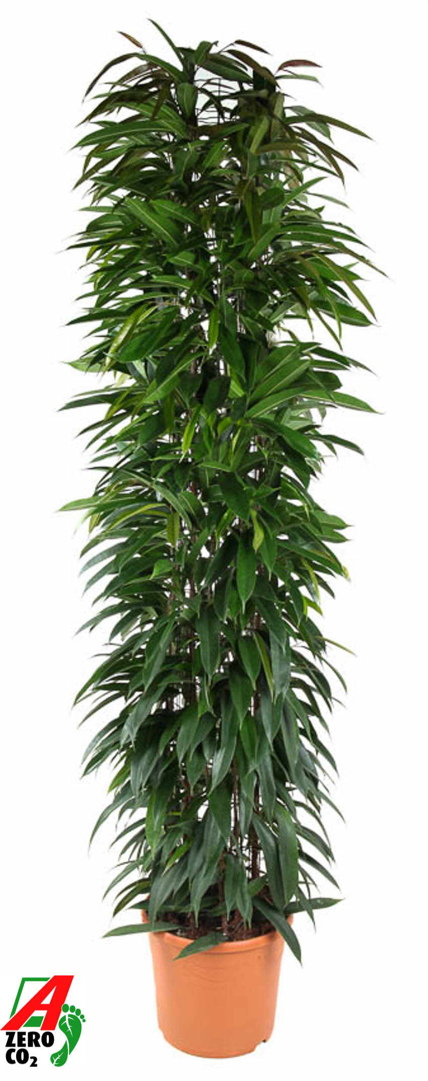 Picture of Ficus Alii King column P35 200CM (LOOSE)