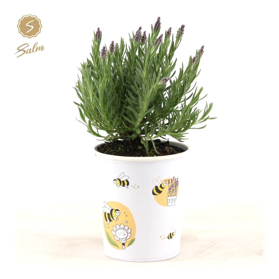 Picture of Lavandula st. 'Anouk'® Collection P12 in Cup Bee