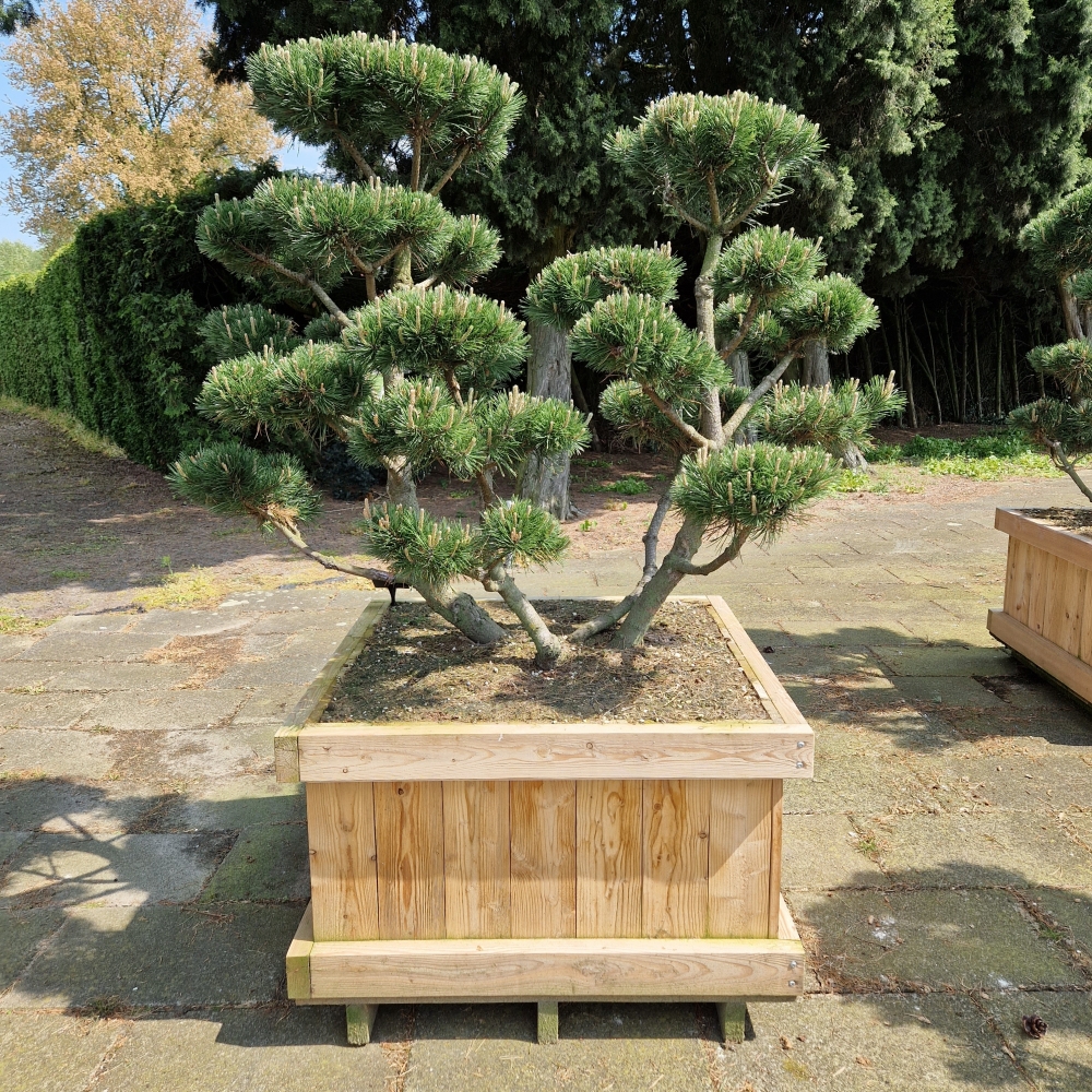 Picture of Pinus mugo Gnom 90-X-90 100/120