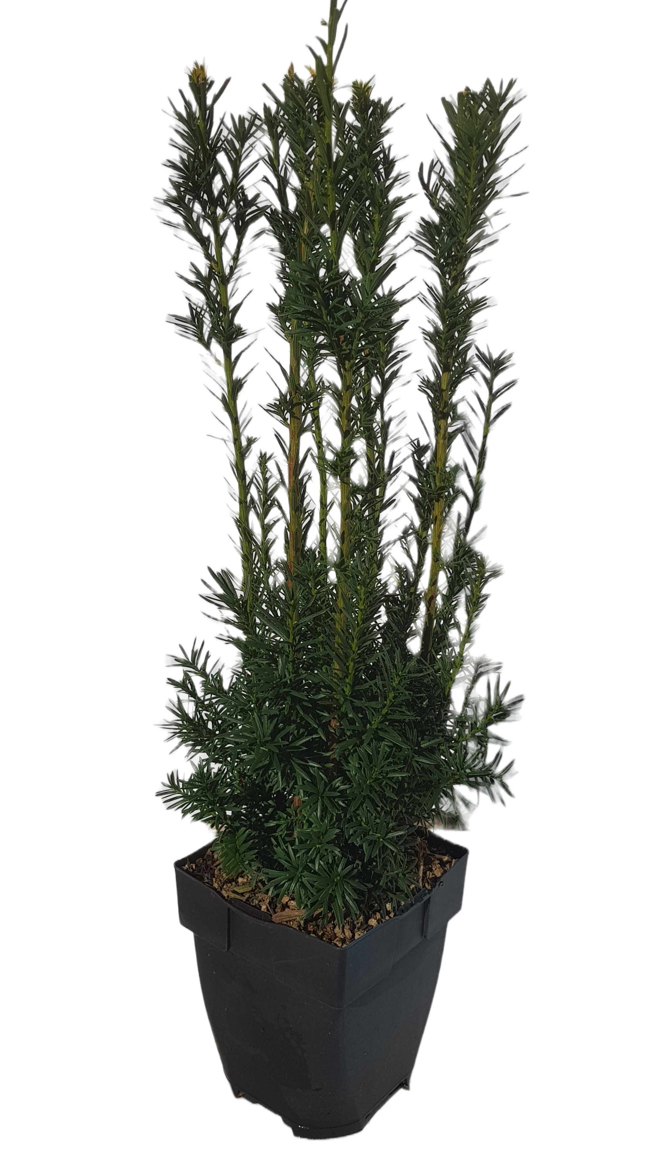 Picture of Taxus media 'Hicksii' P17