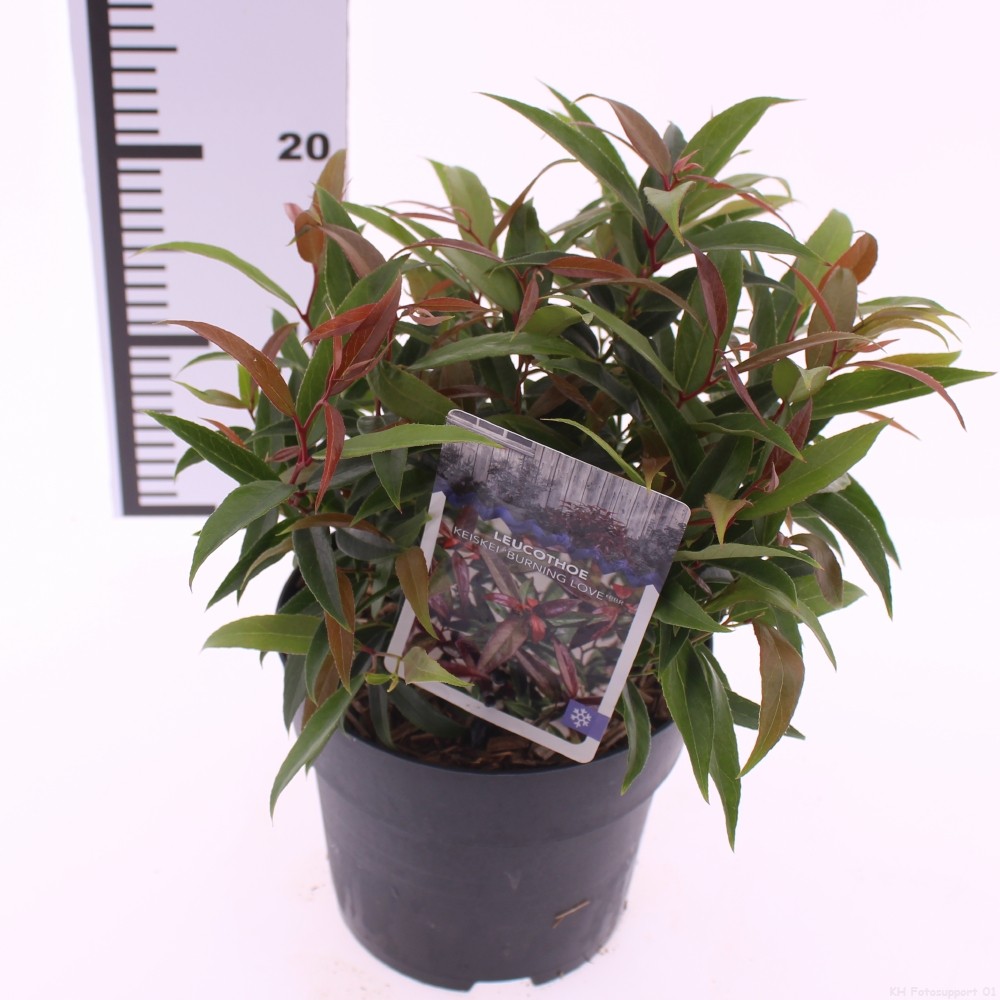 Picture of Leucothoe keiskei 'Burning Love'