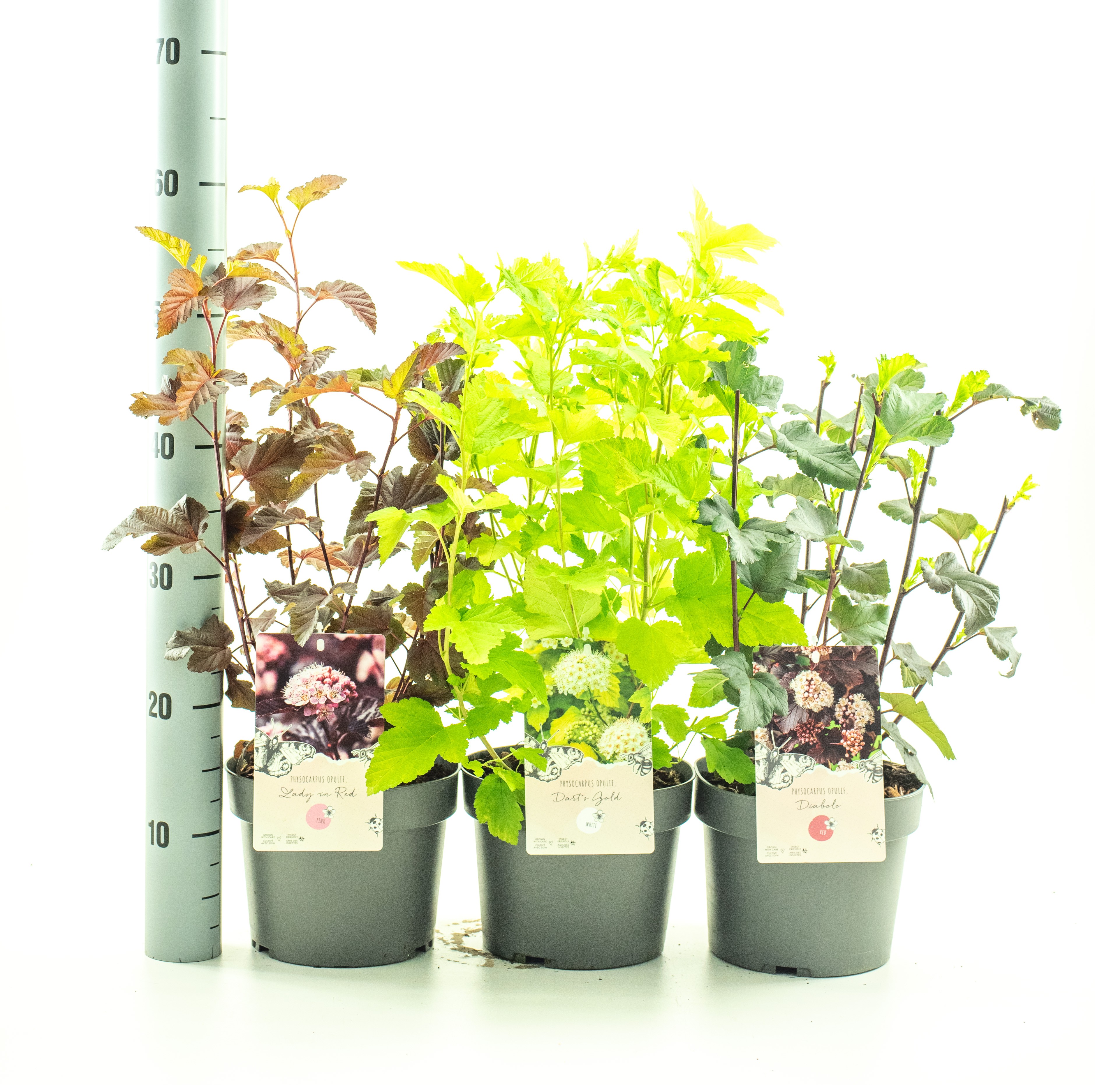 Picture of Physocarpus in 4 varieties P19 (3 Ltr) (LOOSE)