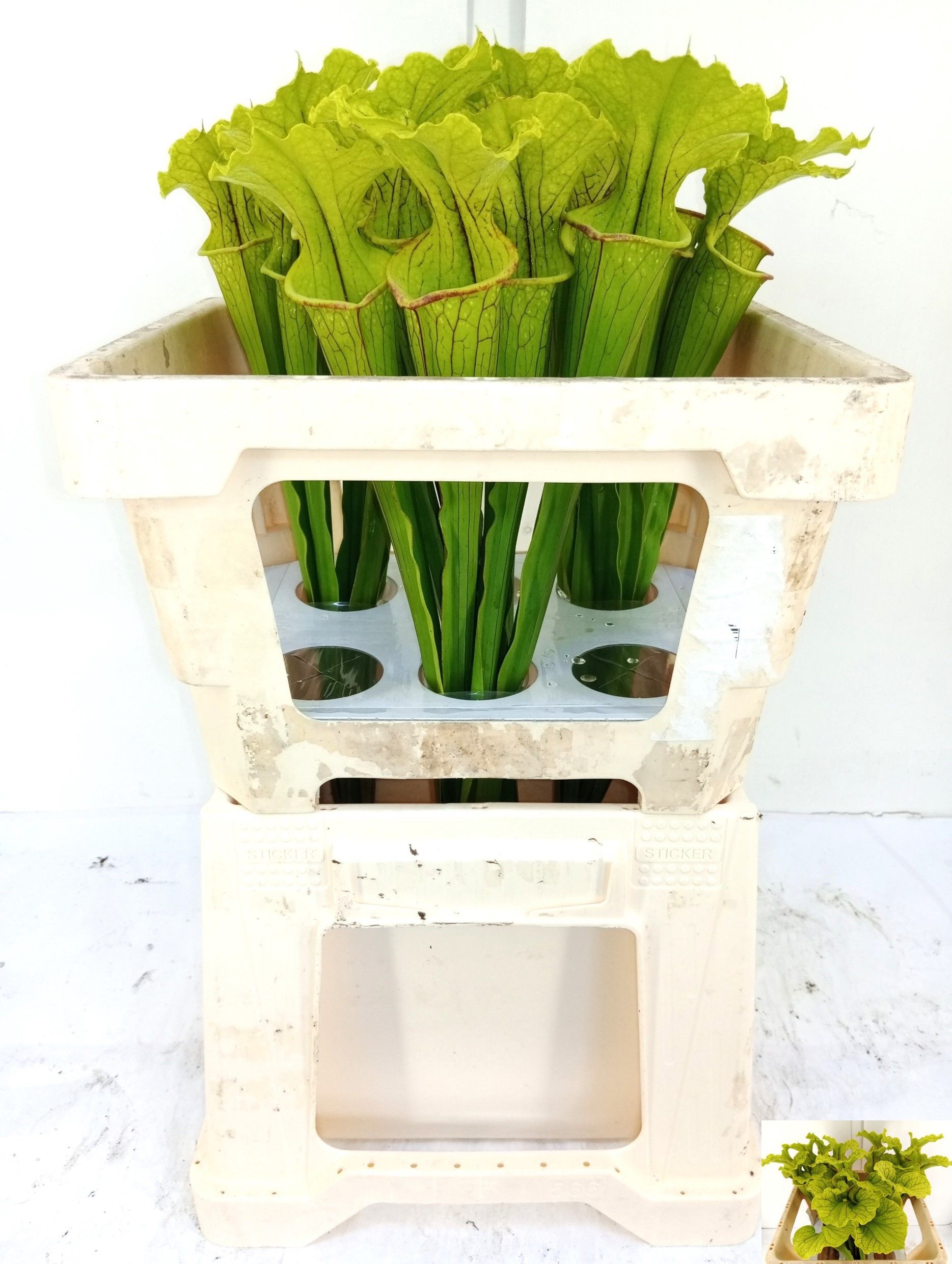 Sarracenia Fly Catchers 50cm