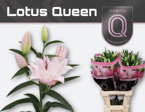 Li Or Du Lot Queen