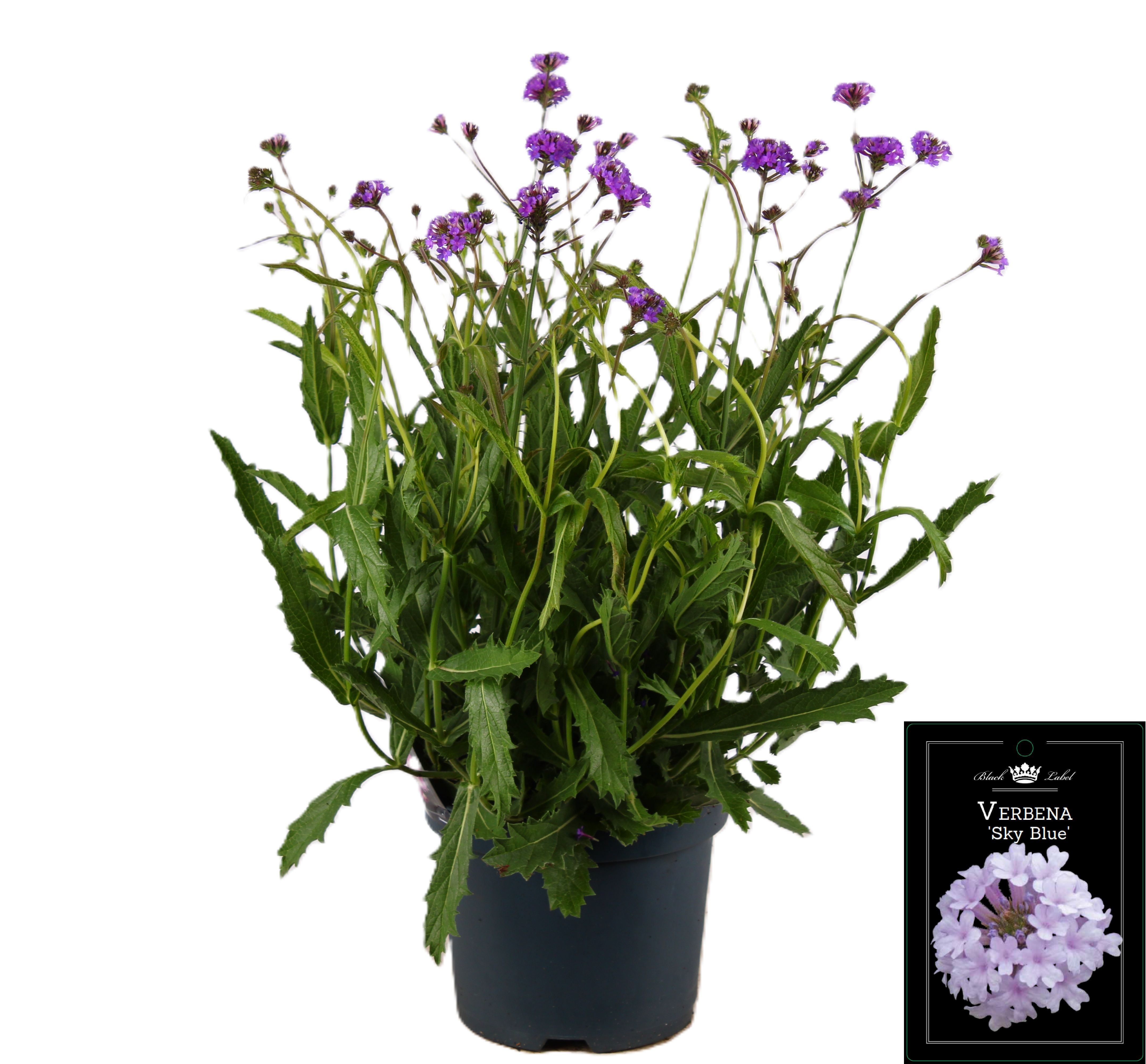 Picture of Verbena rigida Polaris Sky Blue