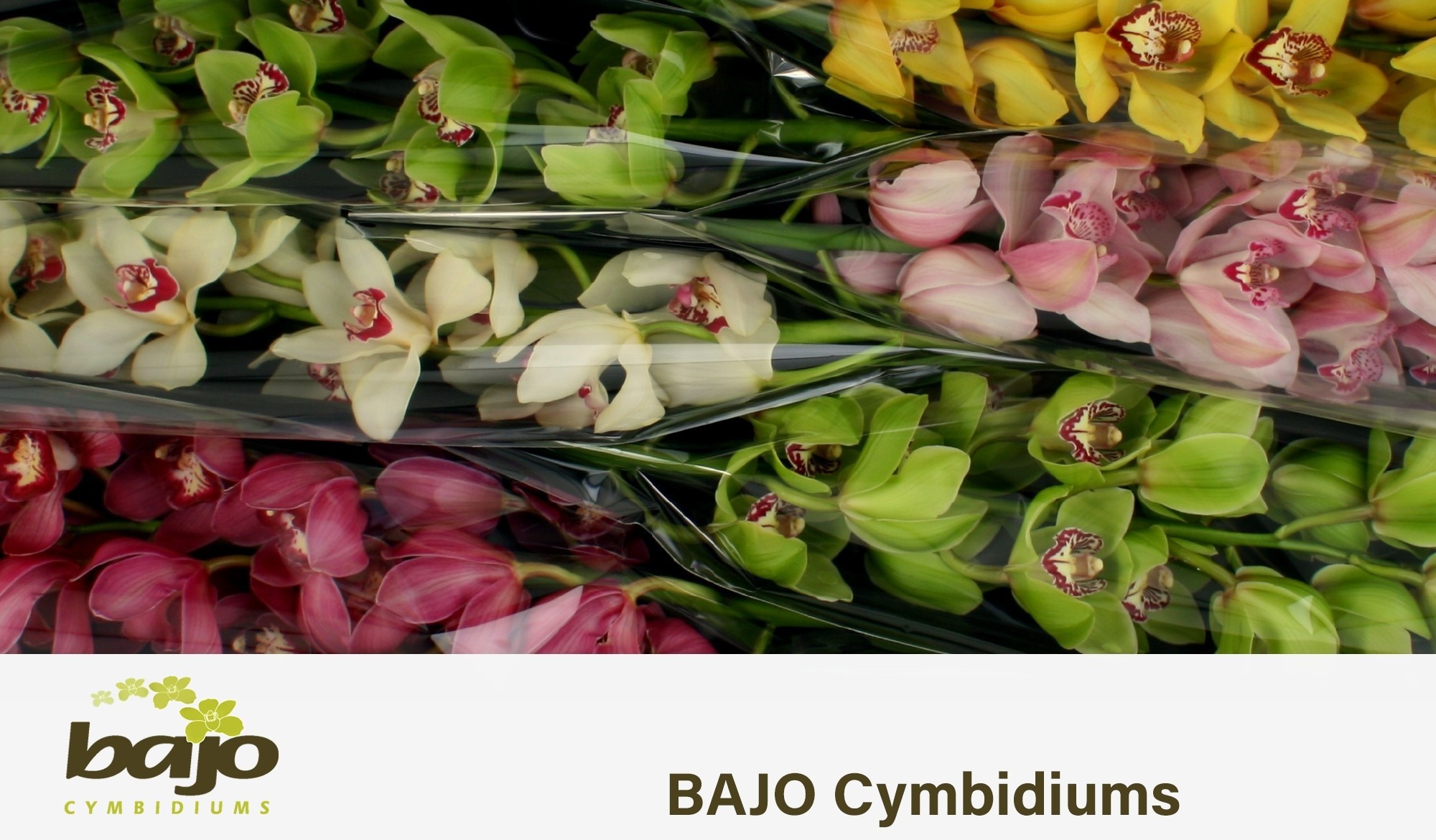 Cymbidium Asst 11bl