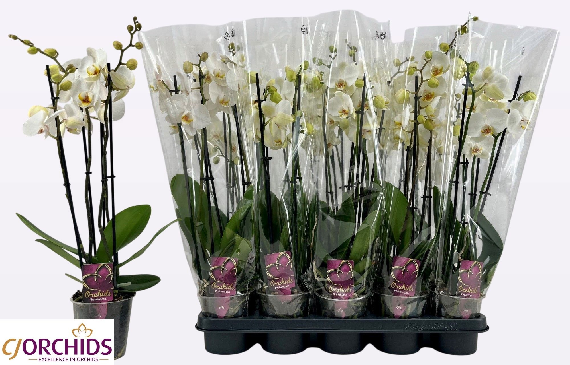 Phalaenopsis White 2 Stem 12Ø 55cm