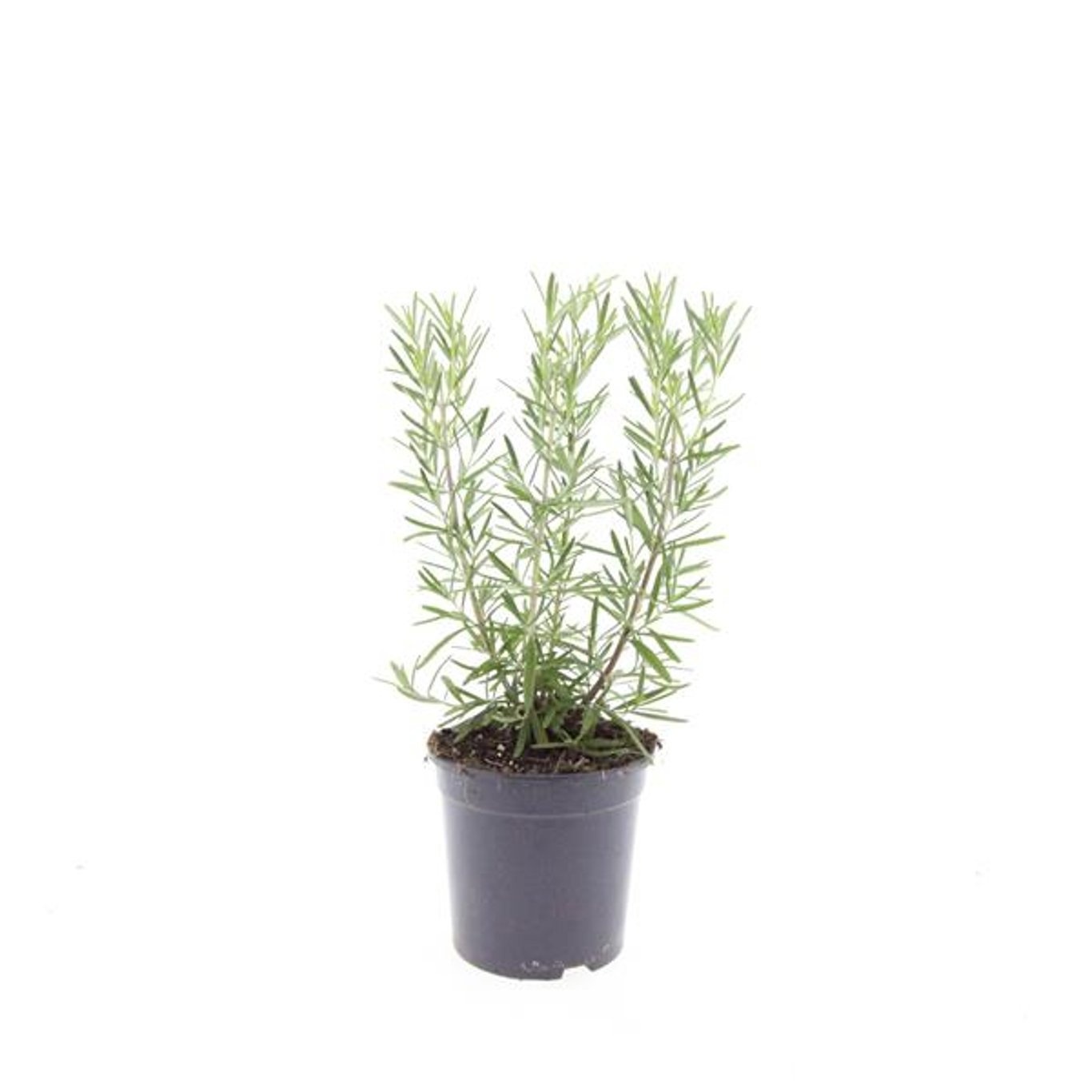 Rosmarinus officinalis