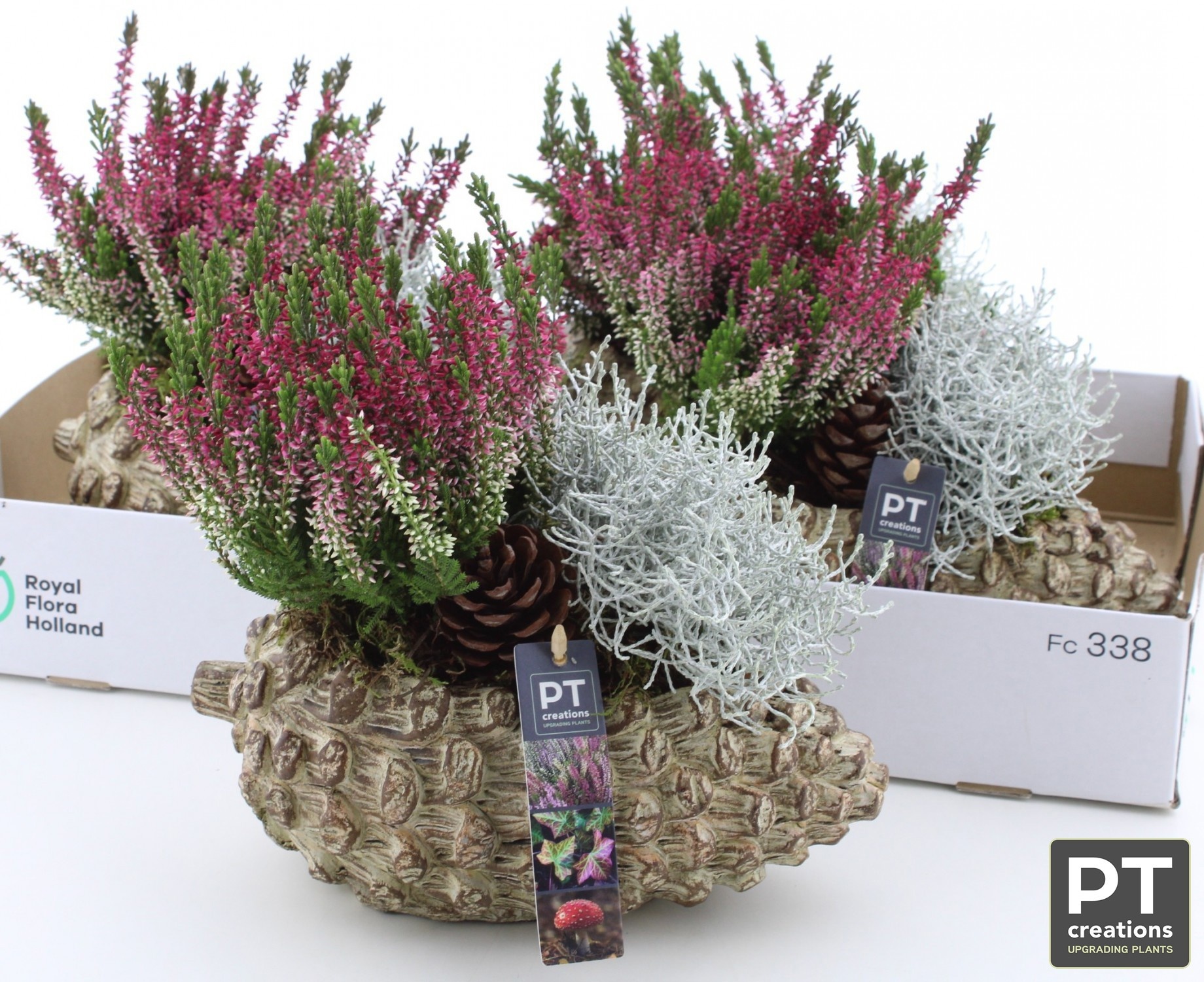 Arr Tuinplanten 25P 30cm 22bloei