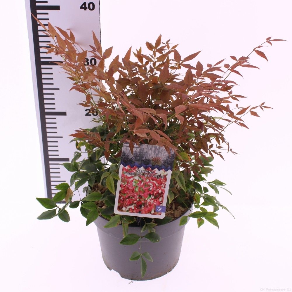 Picture of Nandina domestica 'Gulfstream'