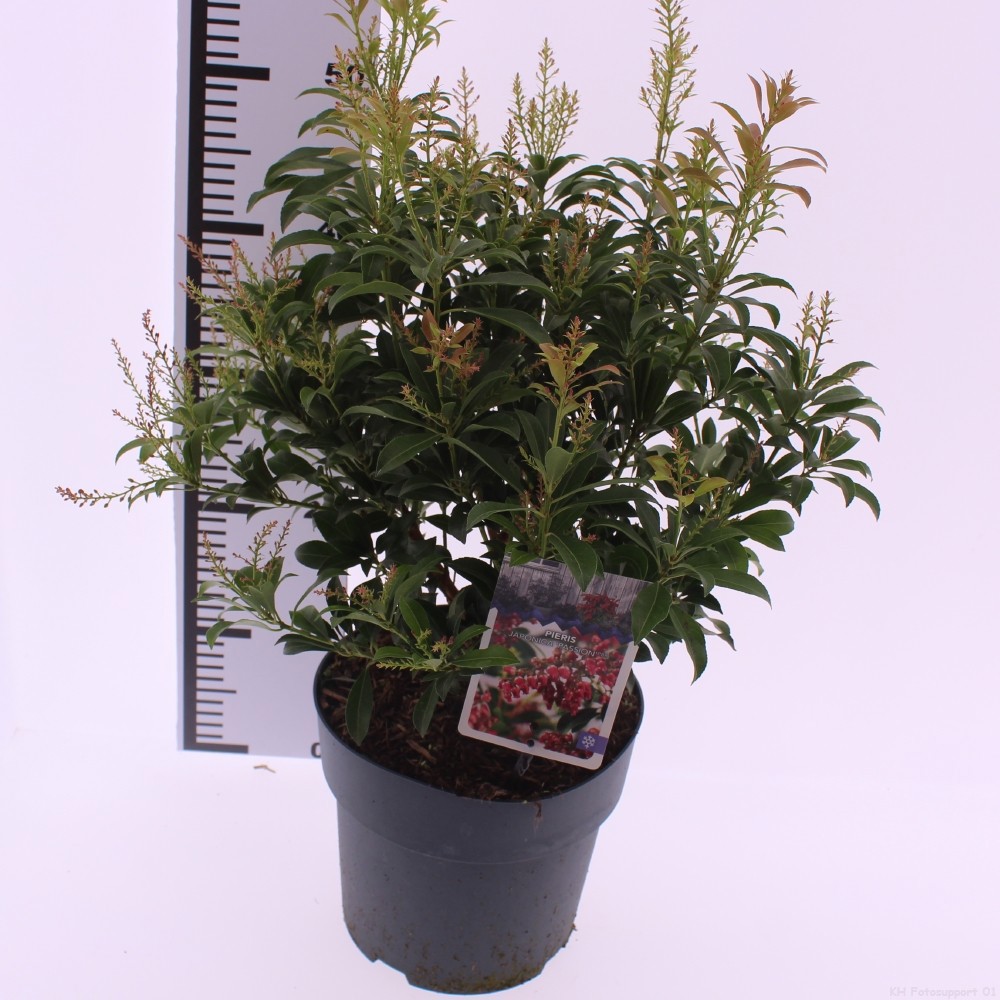 Picture of Pieris japonica 'Passion' PBR