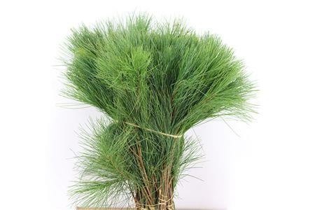 Pinus Strobus 35cm