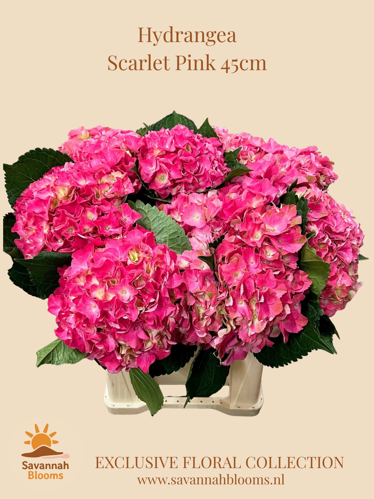 Hydr M Scarlett