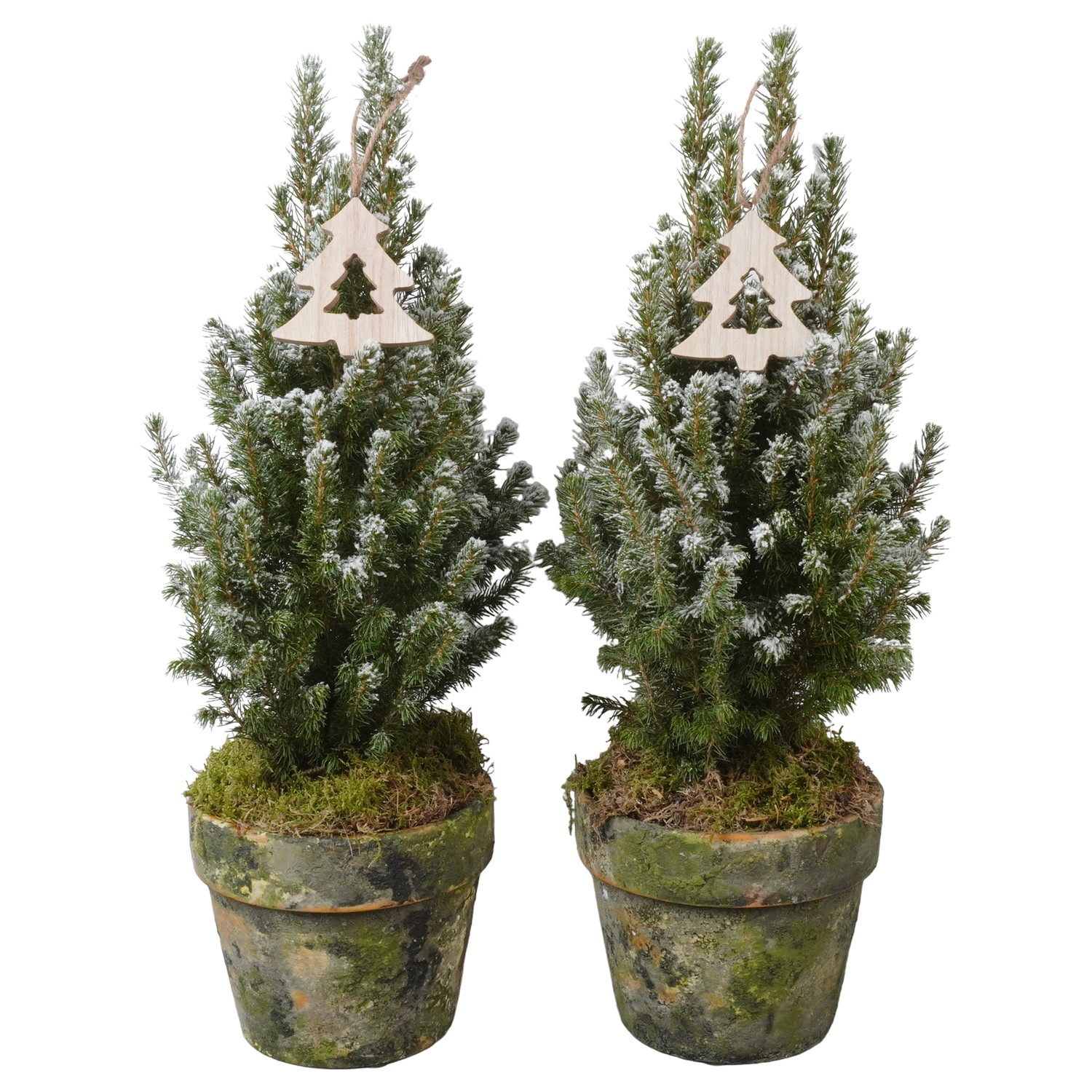 Picture of PTK24530 Picea Conica Perfecta with snow in terracotta pot decoration P15 50CM