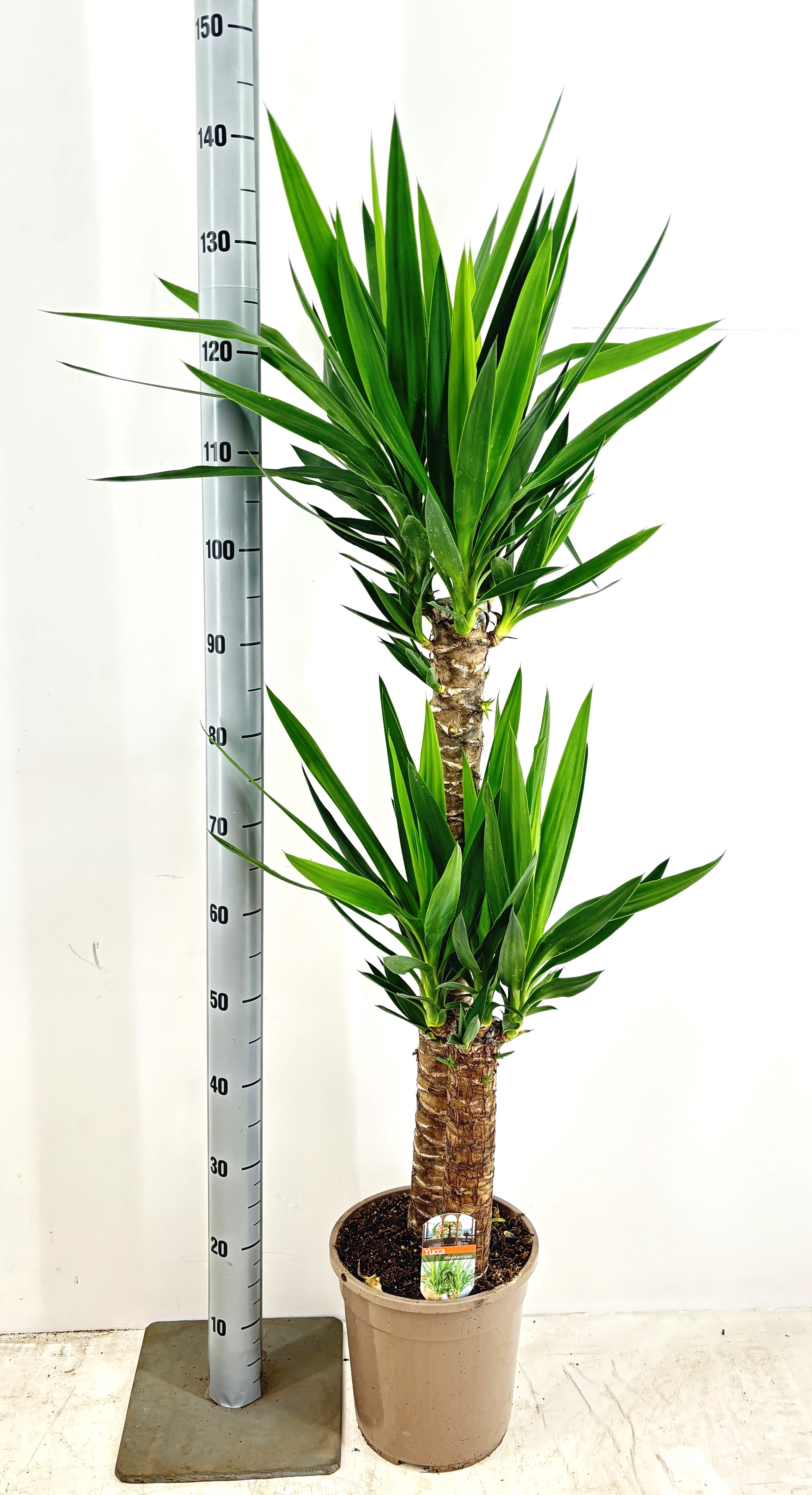 Yucca YUCCA | Gardenline
