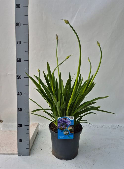 Agapanthus Columba p21 Weet