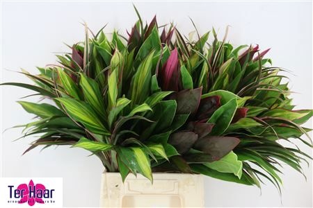 Groot Blad 60cm