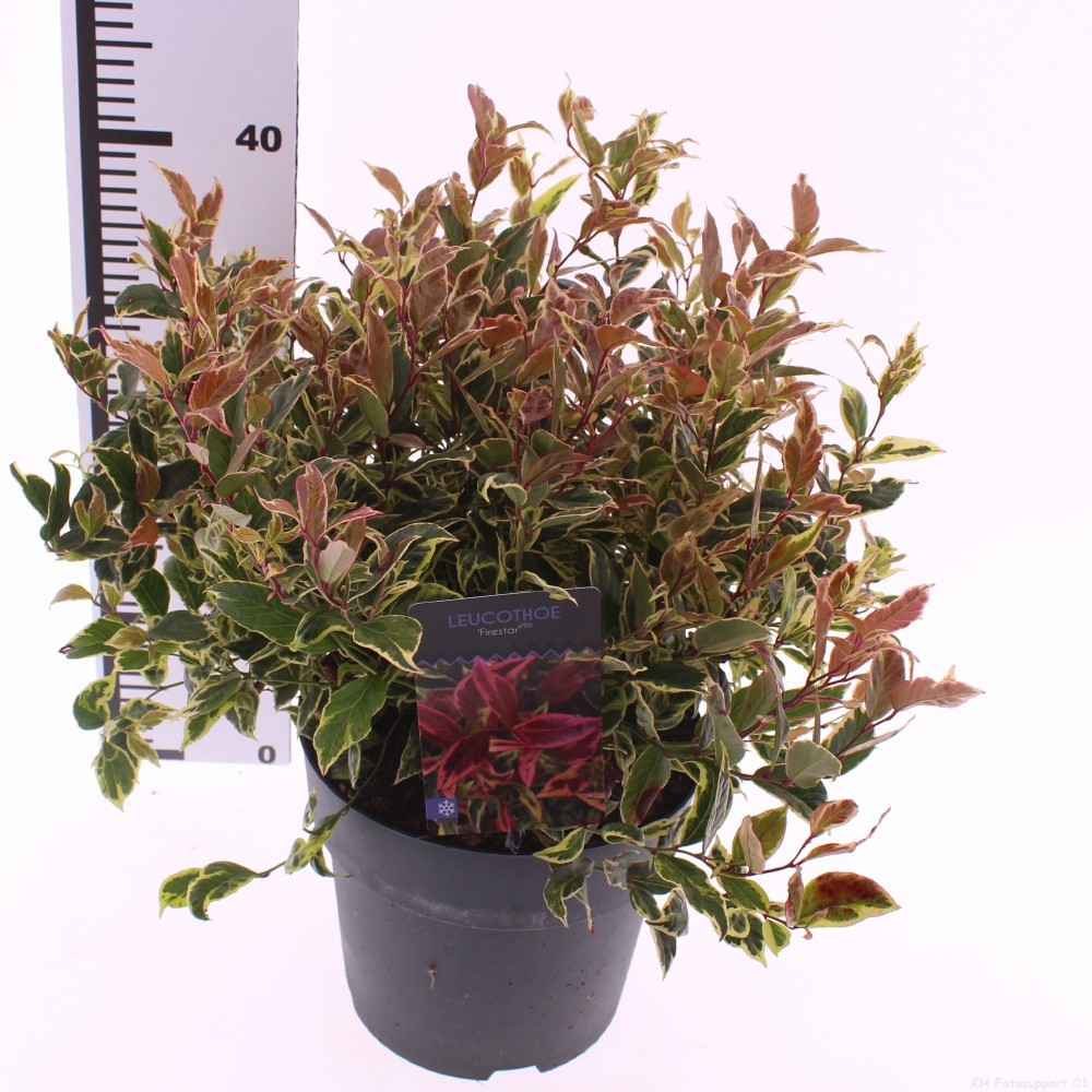 Picture of Leucothoe 'Firestar' PBR