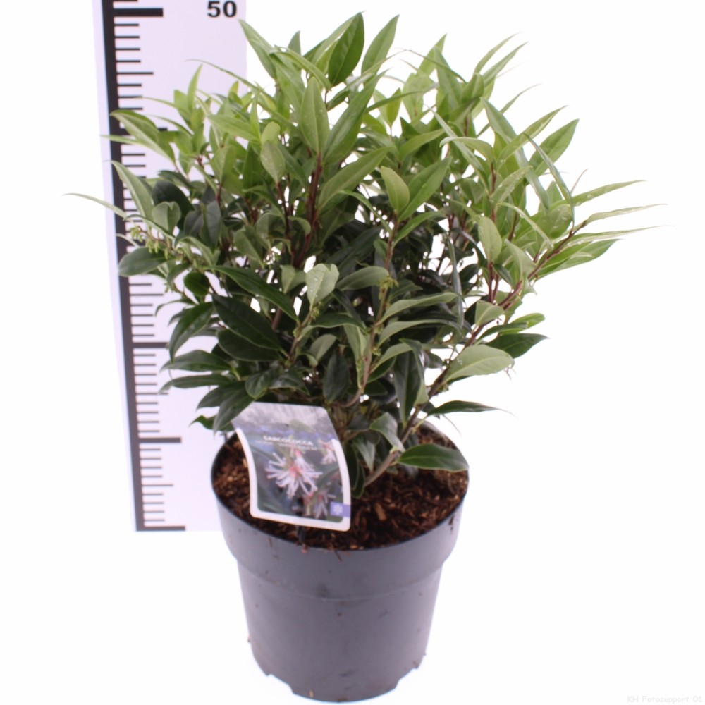 Picture of Sarcococca hookeriana Winter Gem P21 (4 Ltr)