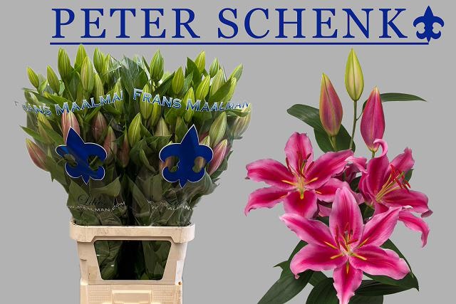 Li Or Peter Schenk