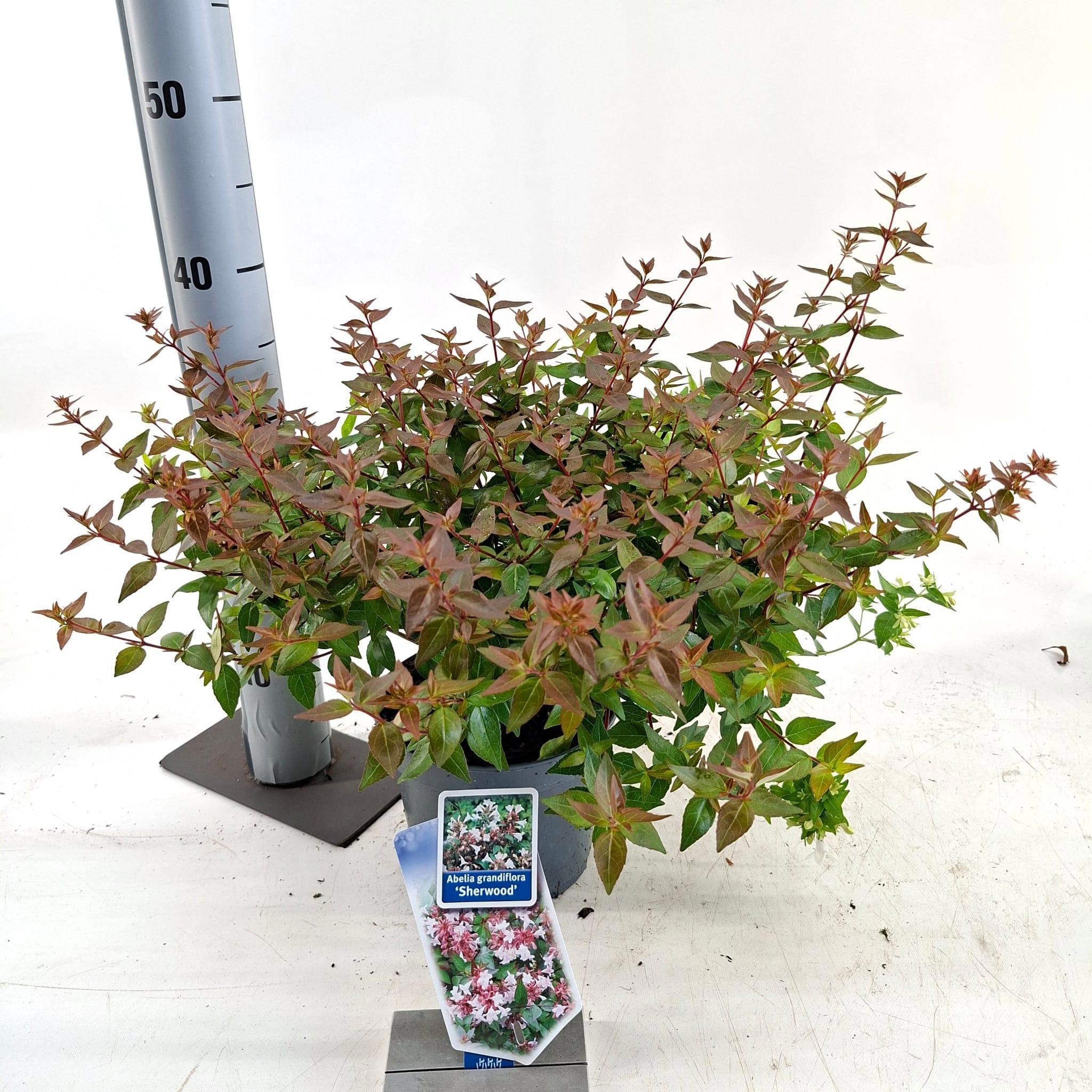 Abelia grandiflora 'Sherwood'