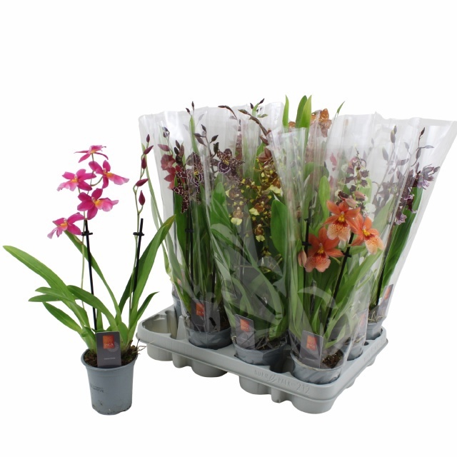 Orchideeen Gem 9P 45H 2TAK