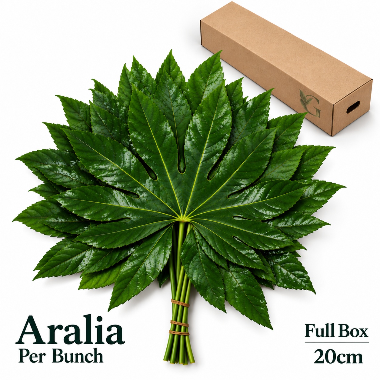 Fatsia Japonica Blad