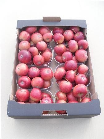 Malus Per Tray