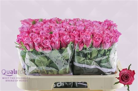 Rosa Deep Purple 60cm