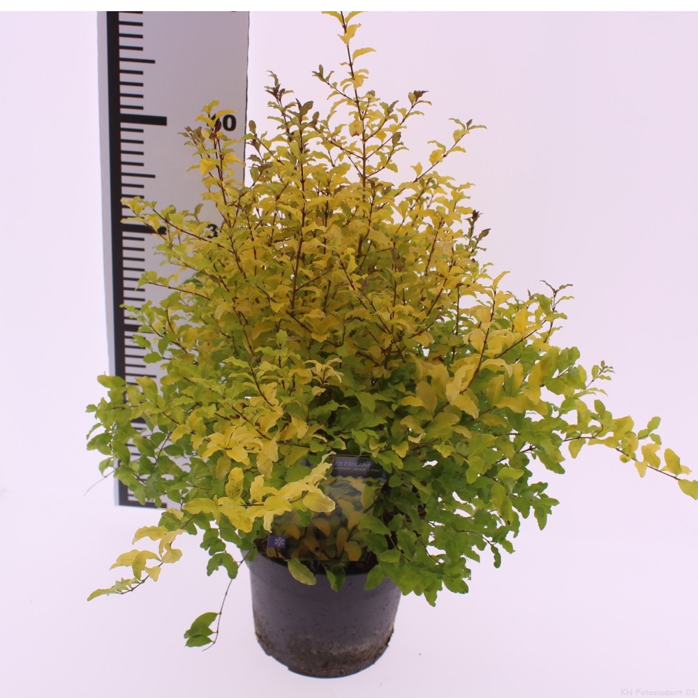 Picture of Ligustrum 'Lemon and Lime'