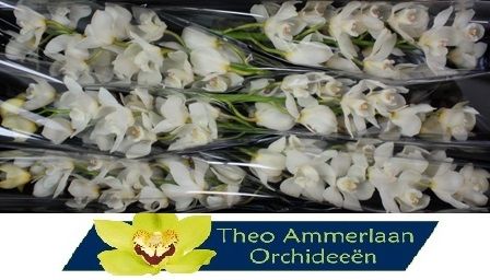 Cymbidium Winterbird Early 12/15bl