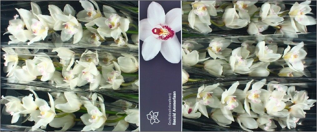 Cymb T White Sensation 80 Cm - 12/15bl