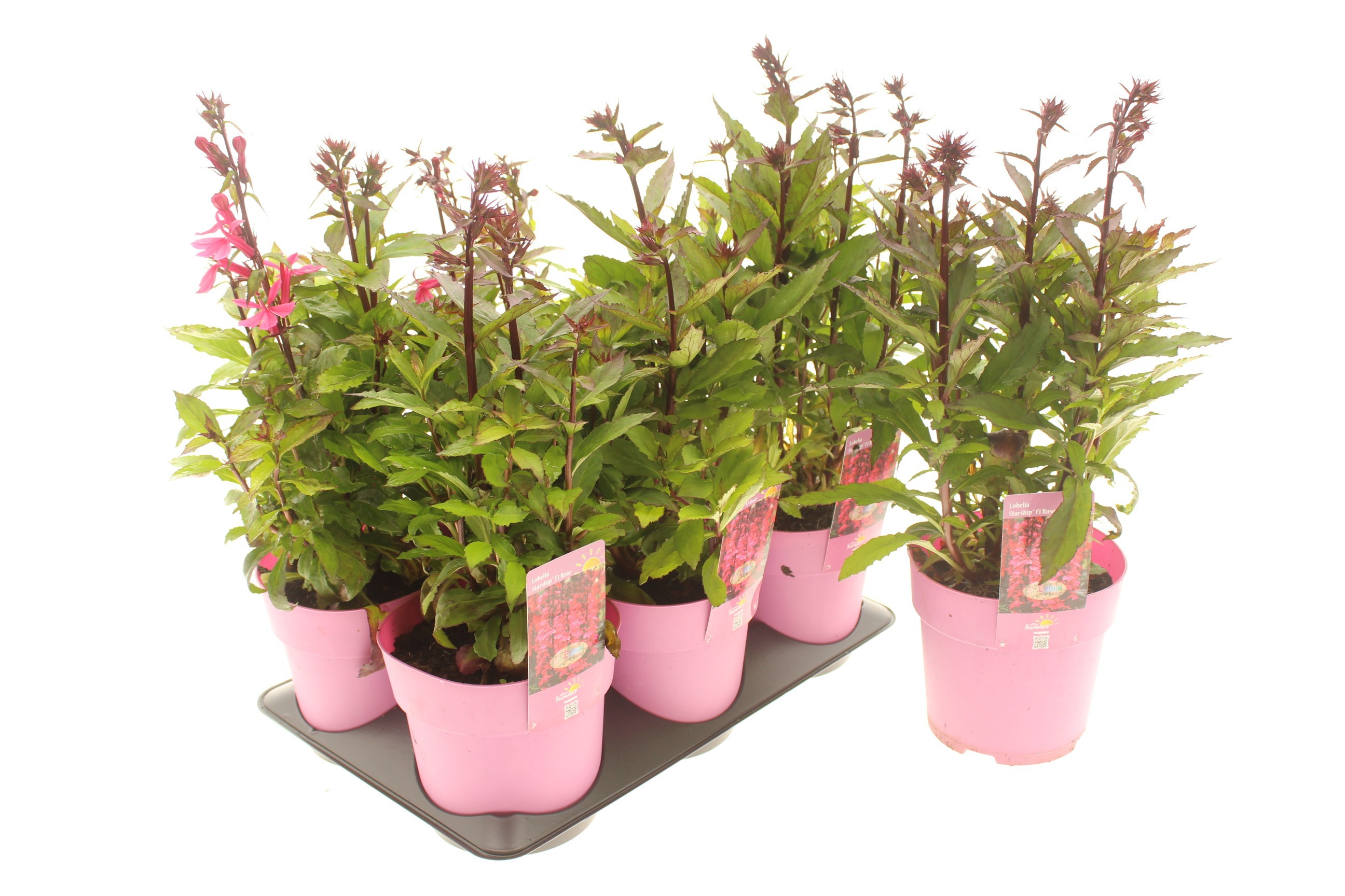 Lobelia Starship F1 Rose (After Summer)