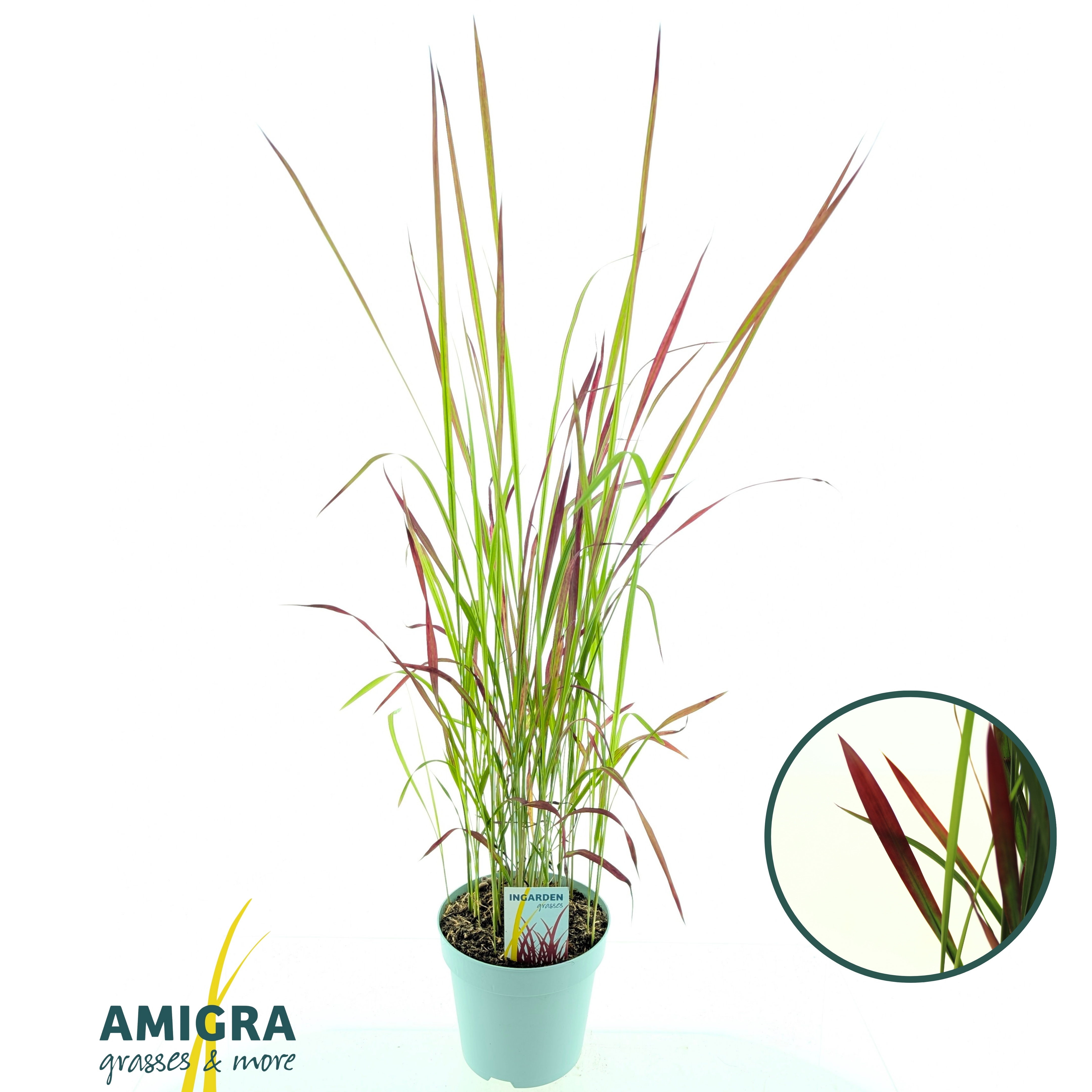 Picture of Imperata cylindrica 'Red Baron'