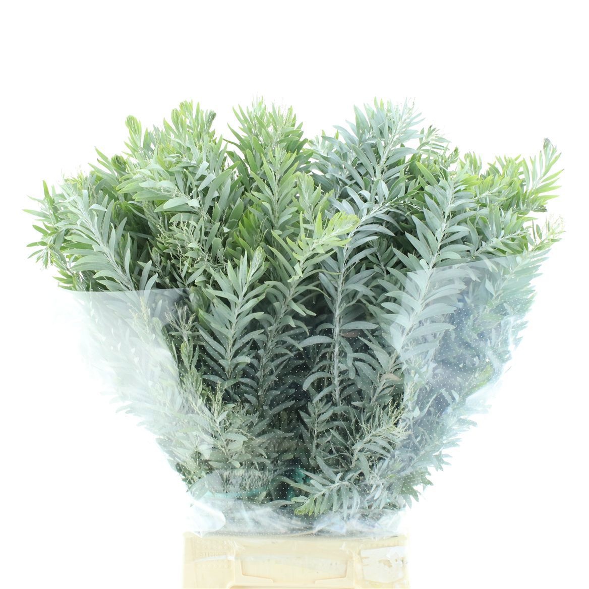 Acacia H Clair Lune Pb 70cm 200gram