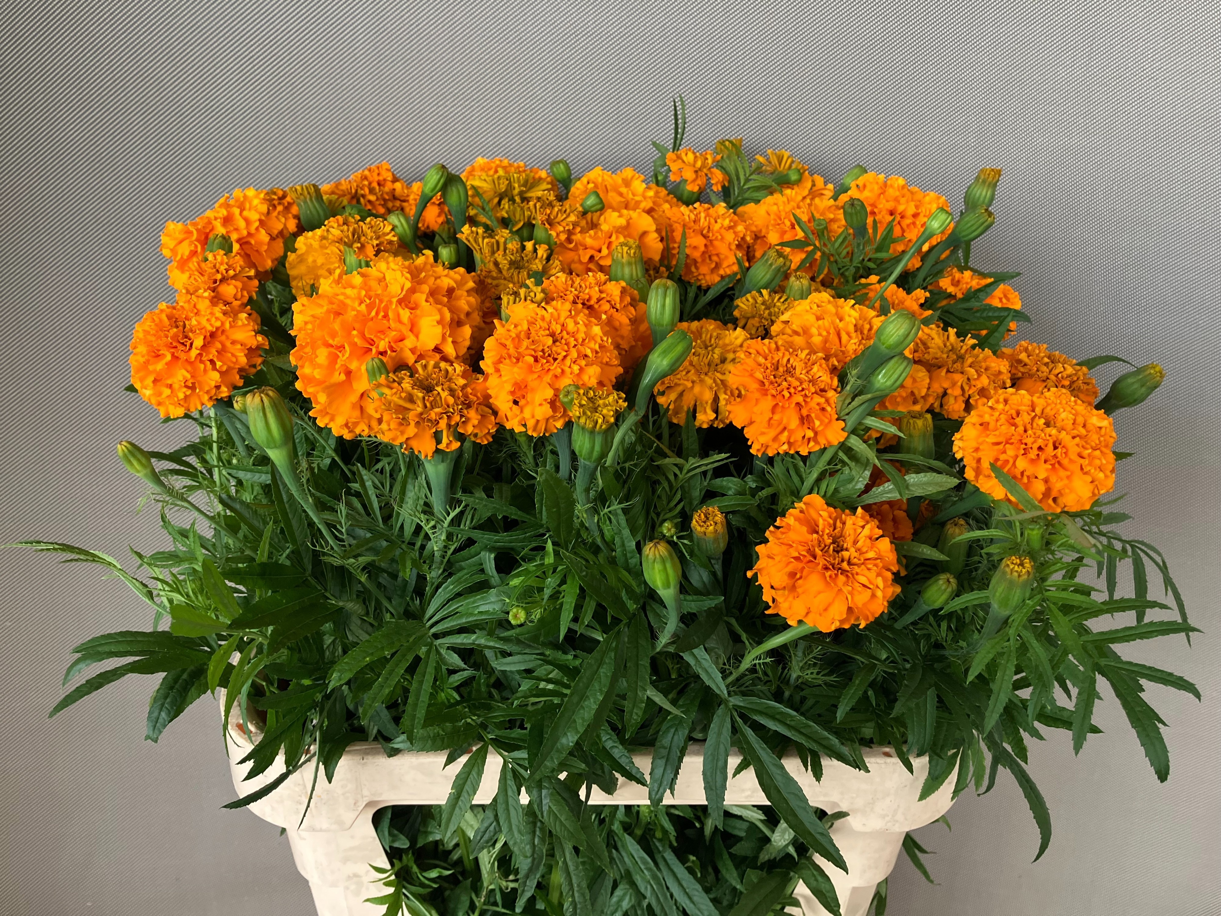 Tagetes Er Promise O 80cm