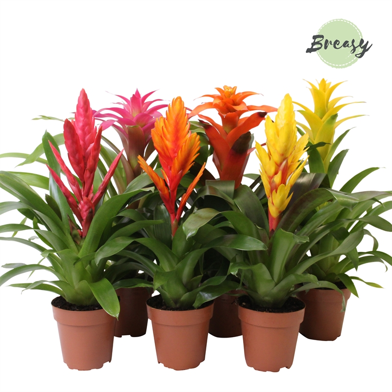 Picture of Bromelia Cupcake P12 45cm