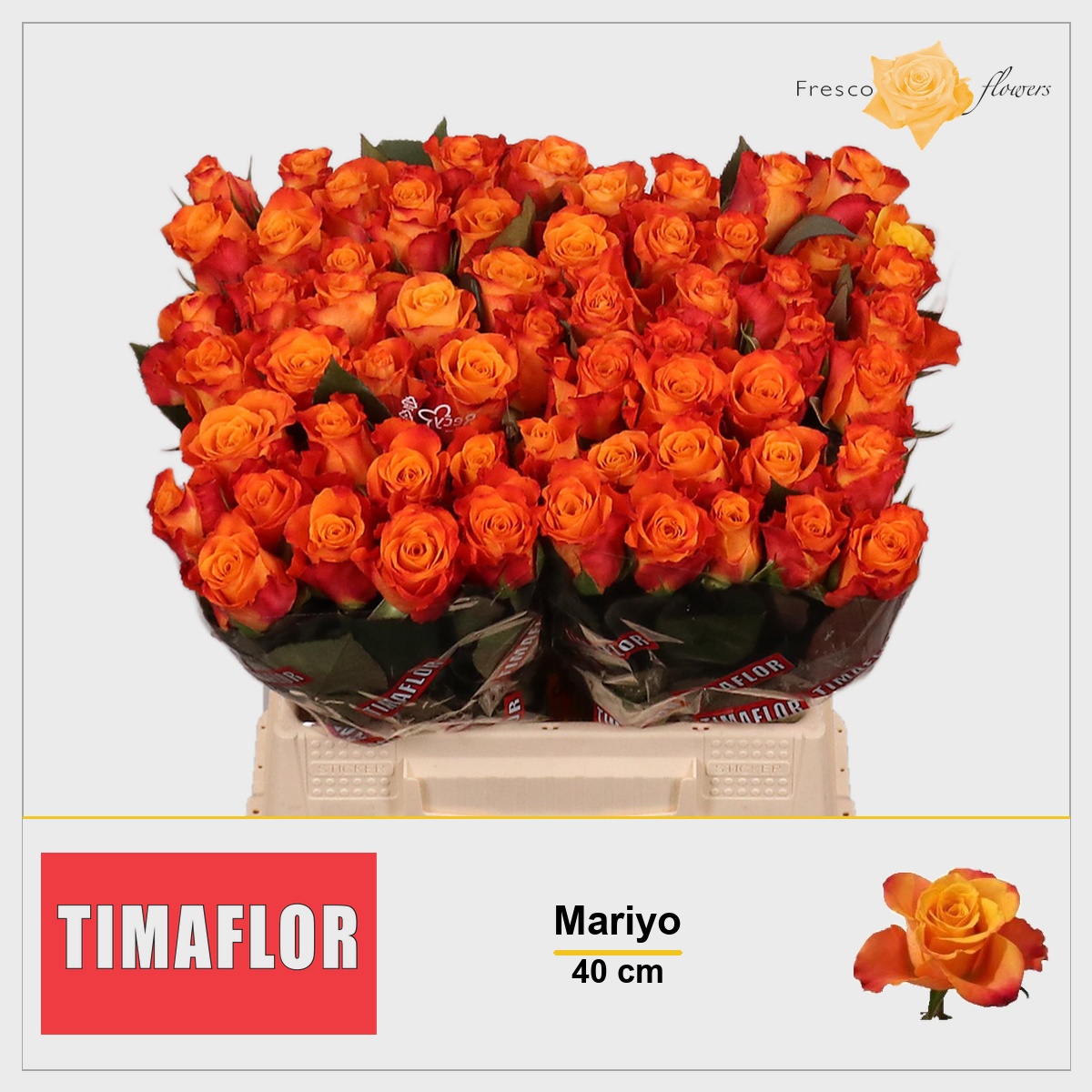 Rosa Mariyo! 40cm