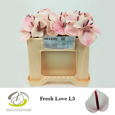 Anth A Fresh Love