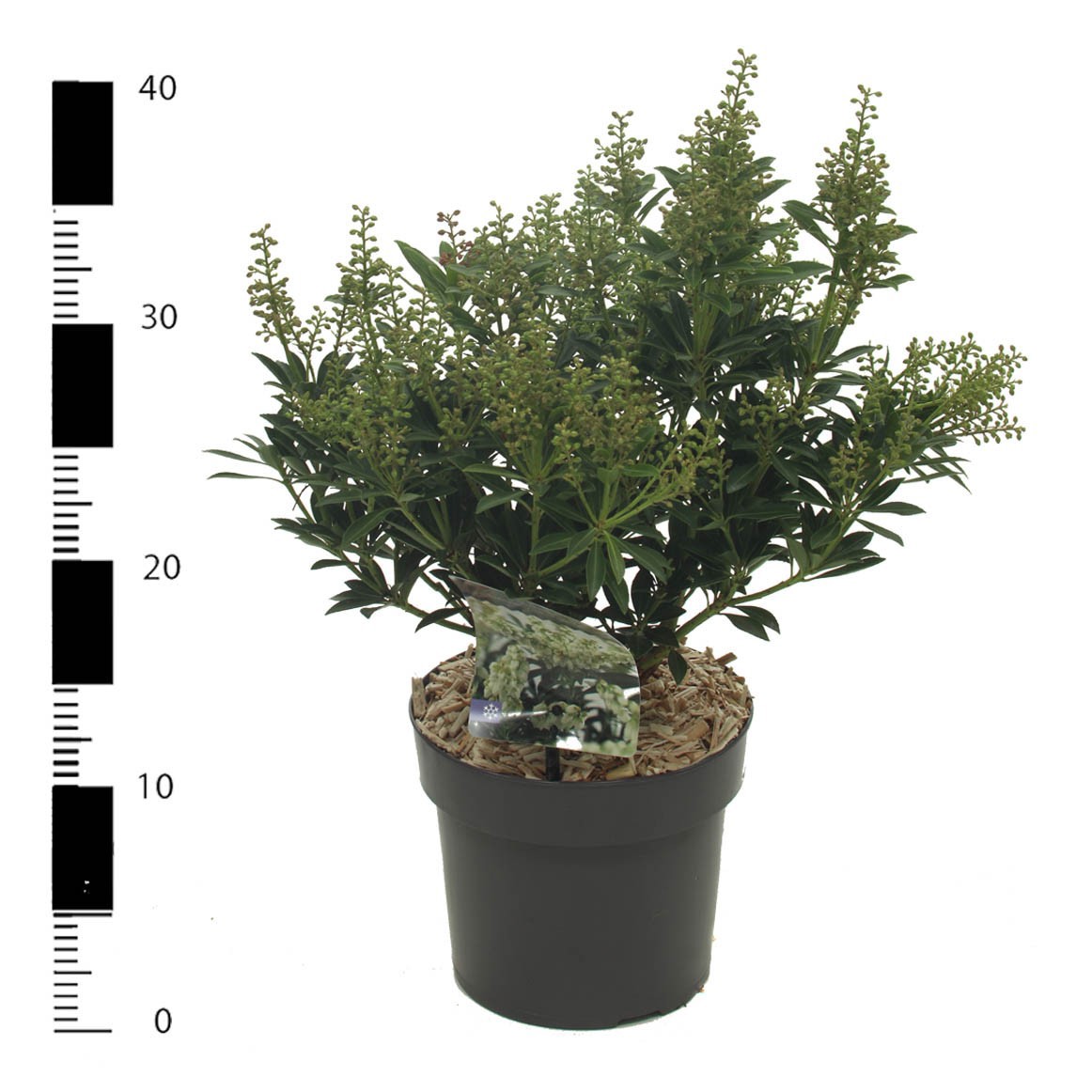 Picture of Pieris jap. 'Debutante'